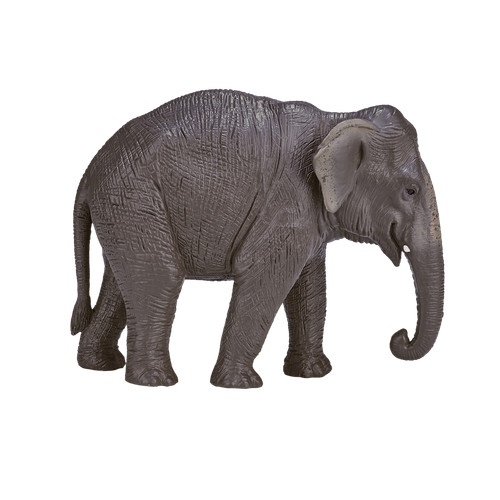 Mojo asian elephant - mojo,