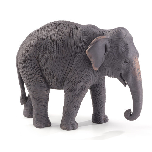 Asian elephant wild zoo animal - elephant,
