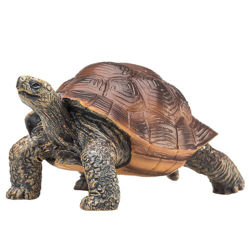 Galapagos tortoise wild - tortoise,