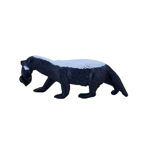 Honey badger cub wild - badger,