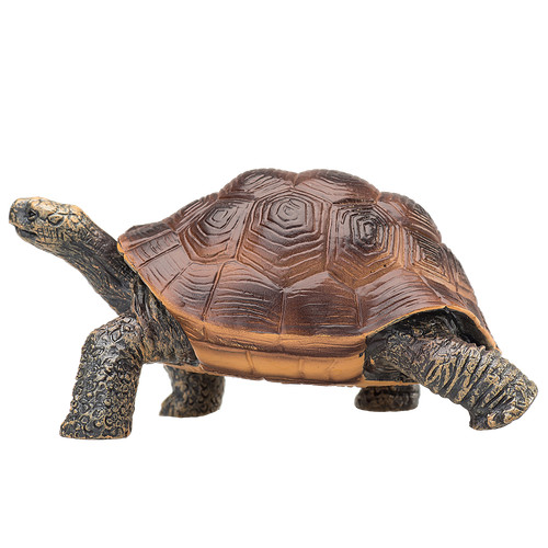 Mojo galapagos tortoise - mojo,