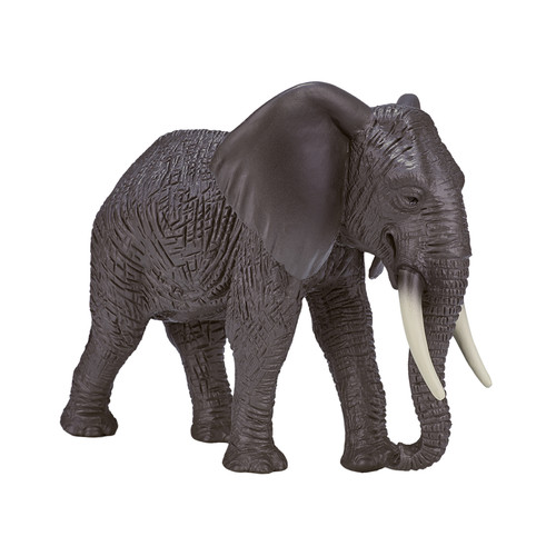 African elephant wild zoo - african,
